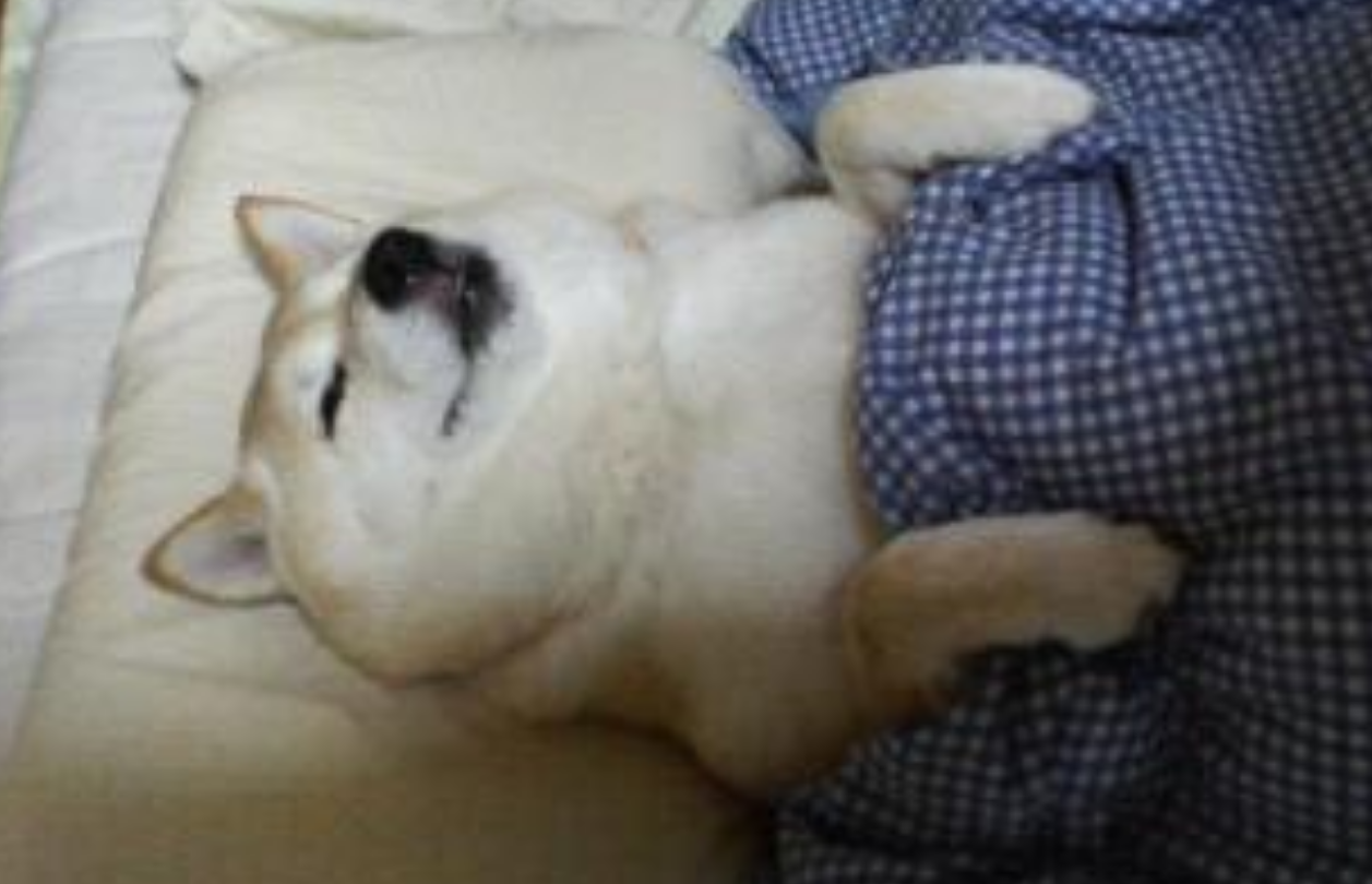 かわいい画像を貼るトピ