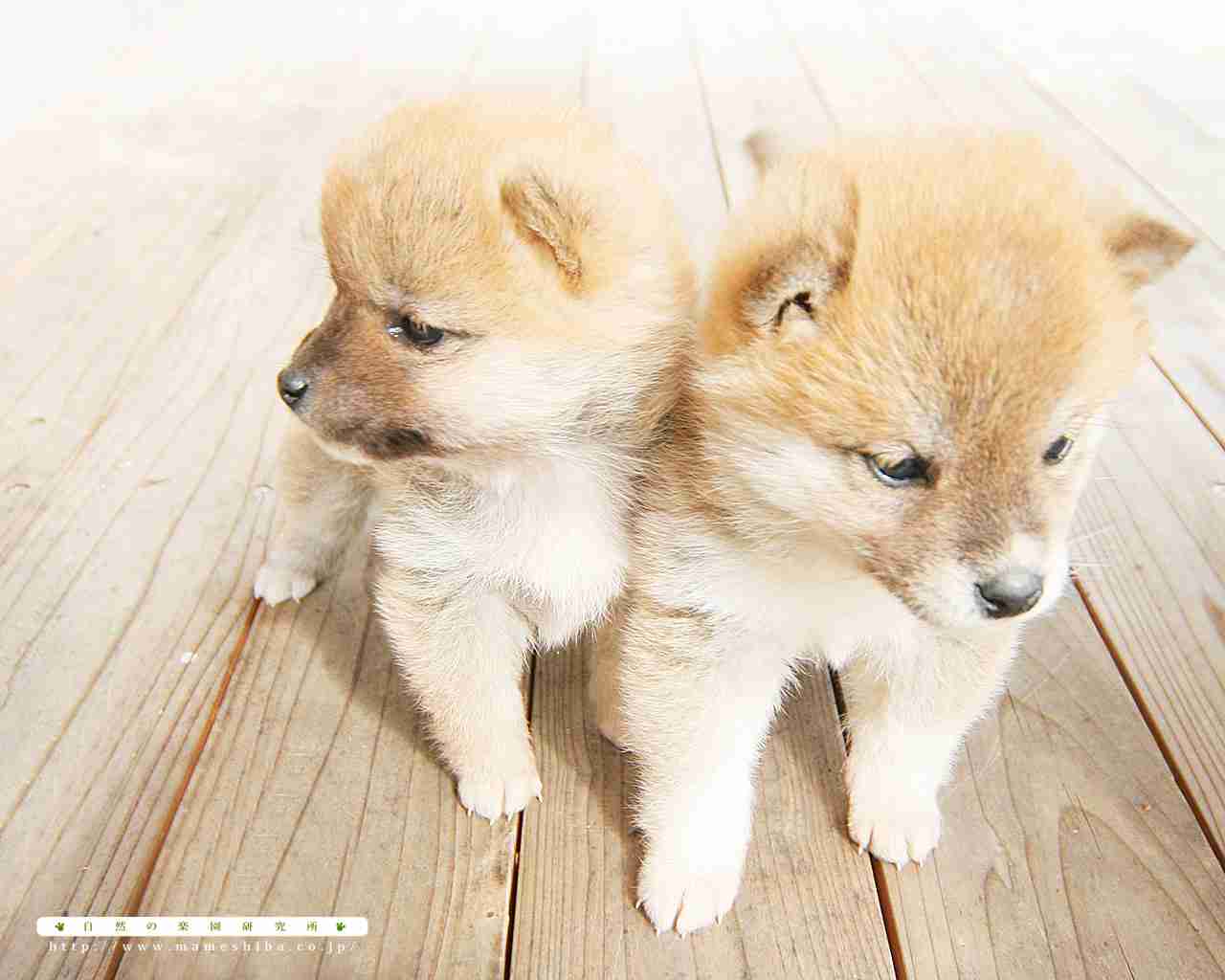 かわいい画像を貼るトピ