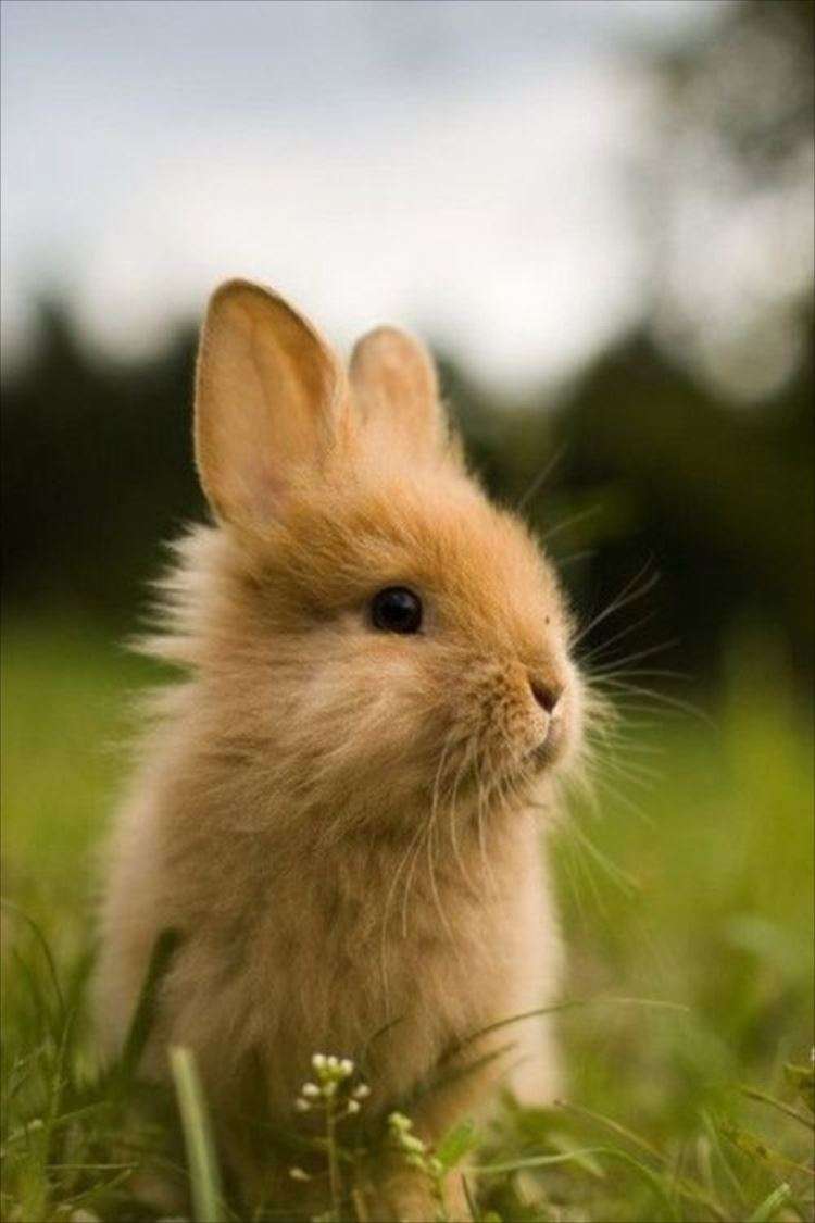 かわいい画像を貼るトピ