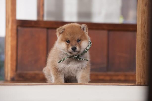 かわいい画像を貼るトピ