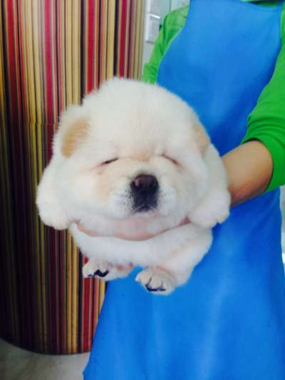 かわいい画像を貼るトピ