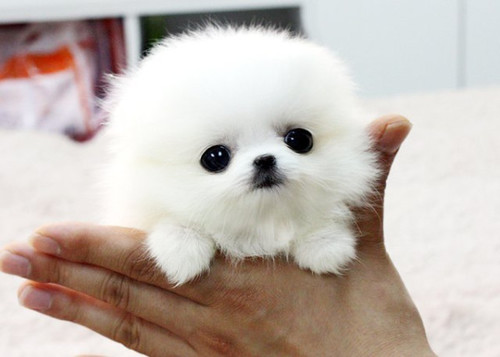 かわいい画像を貼るトピ