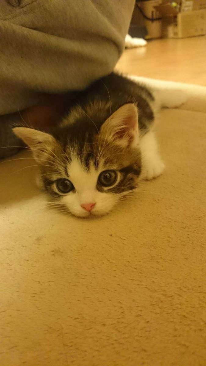 かわいい画像を貼るトピ