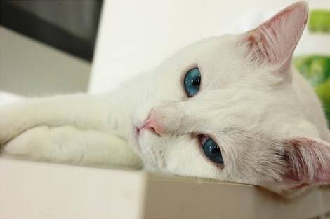 かわいい画像を貼るトピ