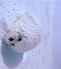 かわいい画像を貼るトピ