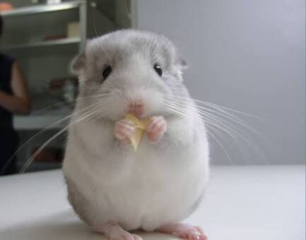 かわいい画像を貼るトピ