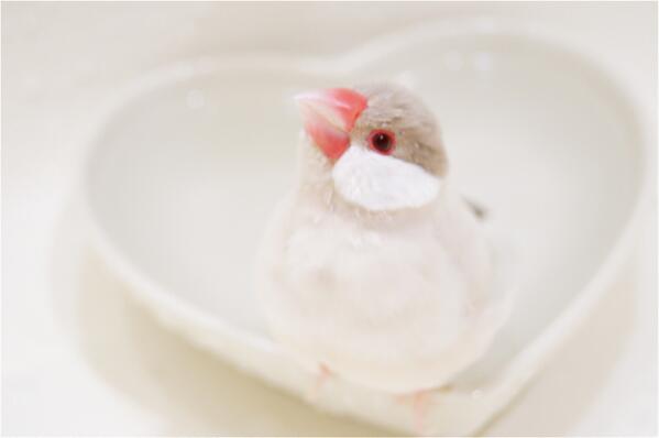 かわいい画像を貼るトピ