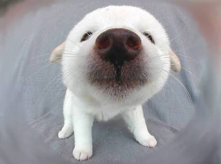 かわいい画像を貼るトピ