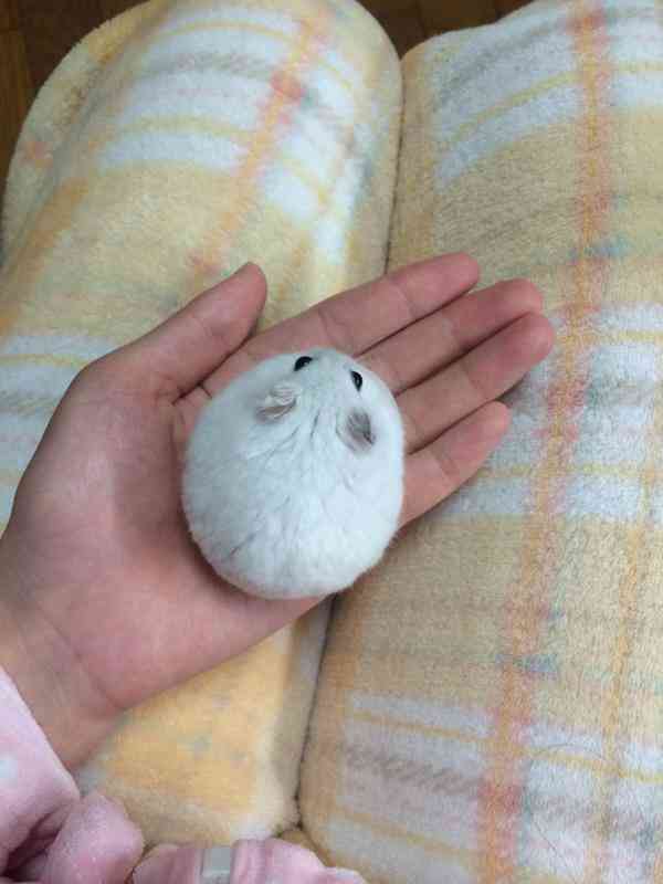 かわいい画像を貼るトピ