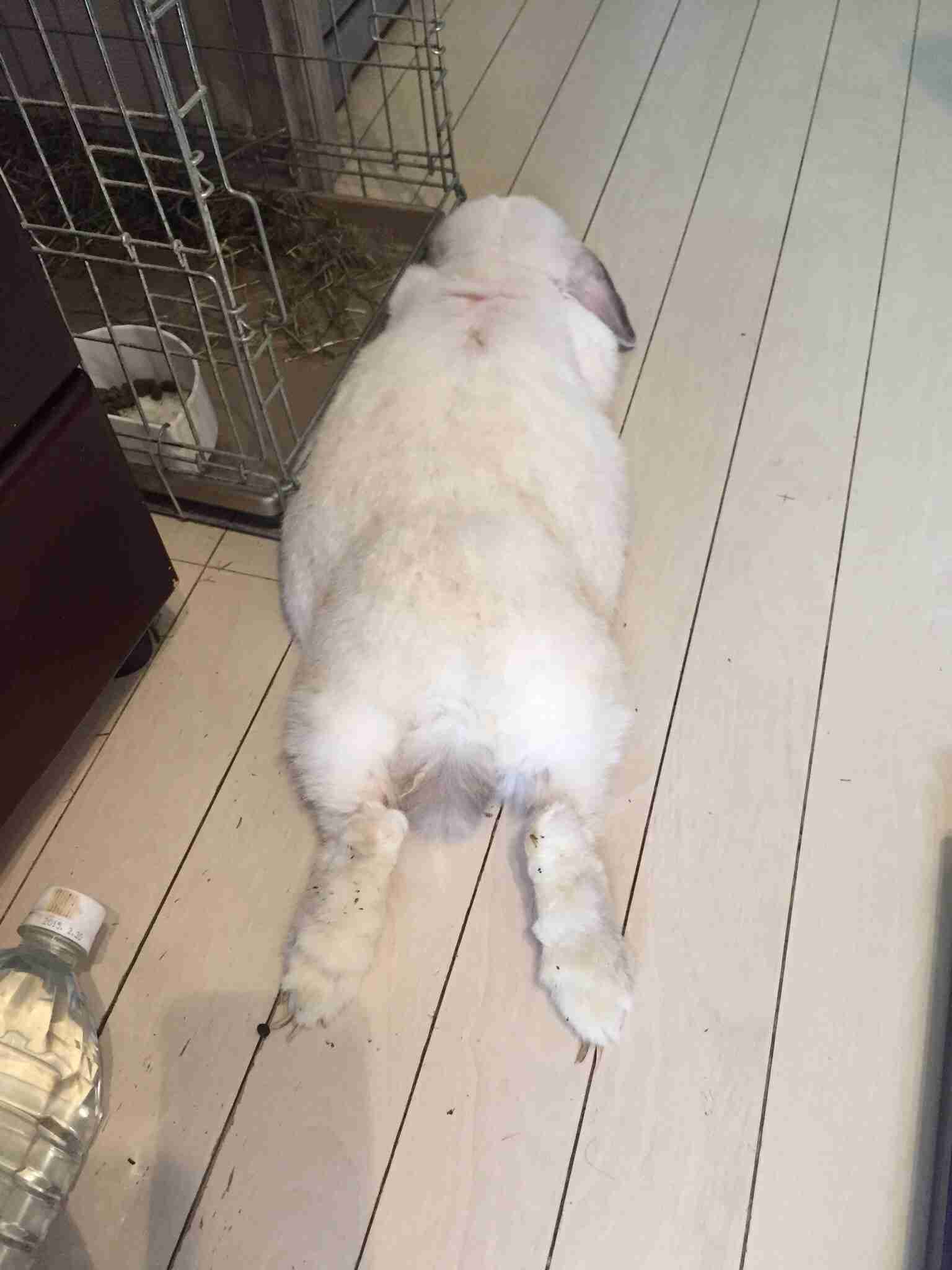 かわいい画像を貼るトピ