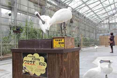 かわいい画像を貼るトピ