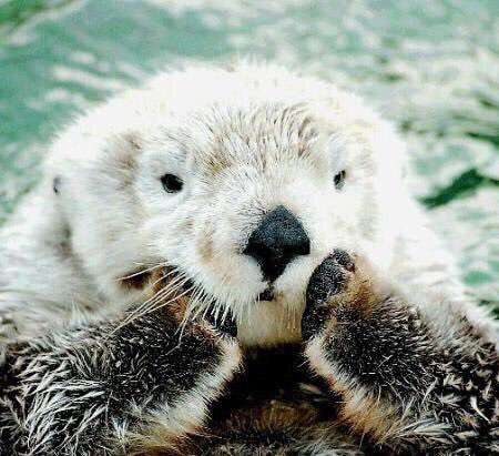 かわいい画像を貼るトピ