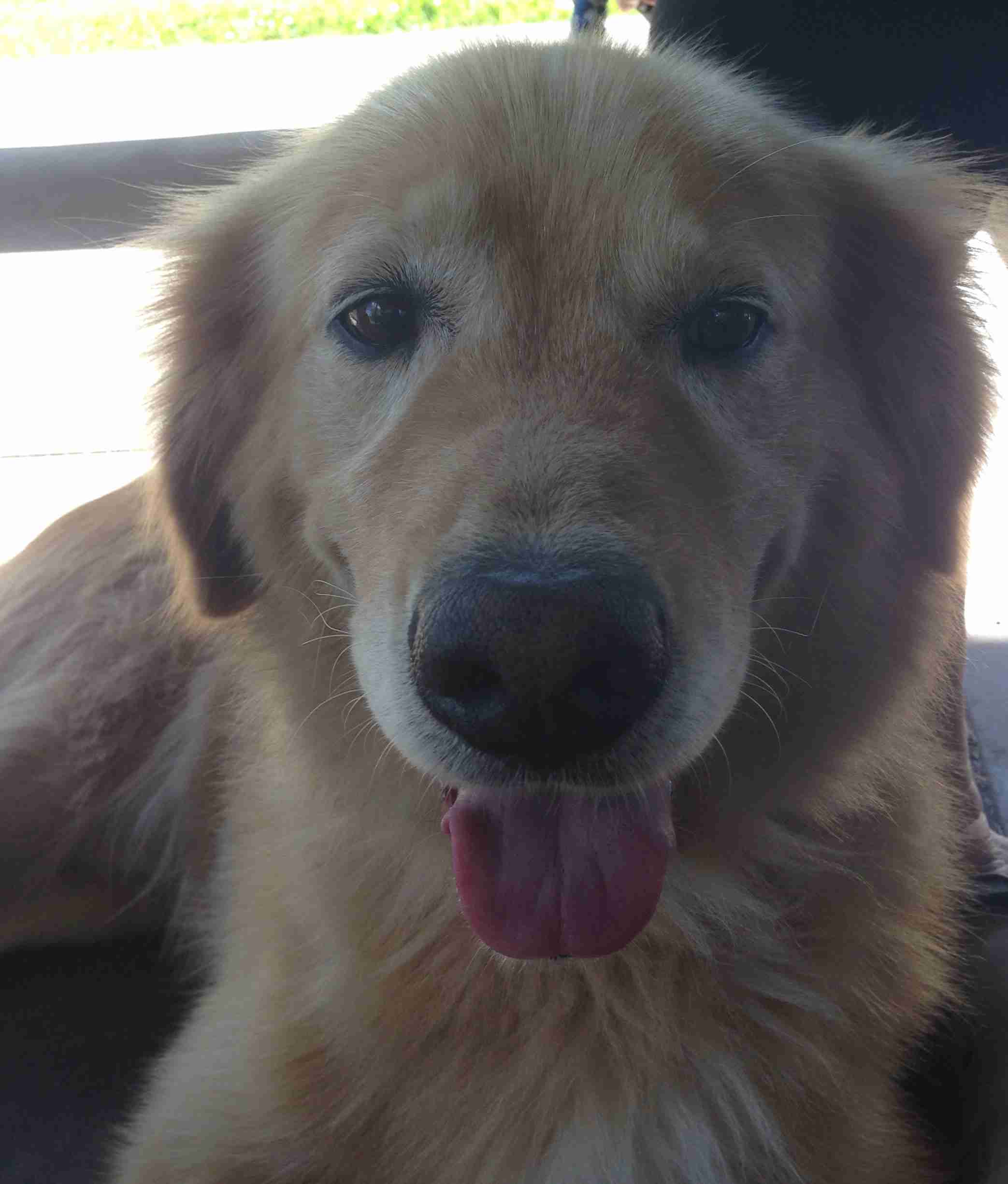 ペット、なに飼ってる？