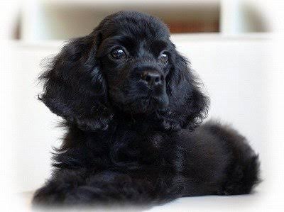 ペット、なに飼ってる？