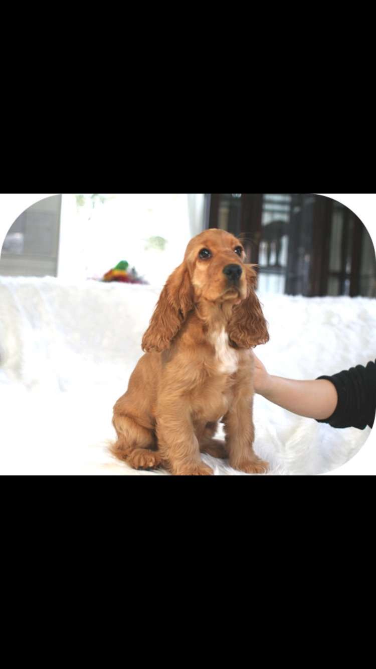 ペット、なに飼ってる？