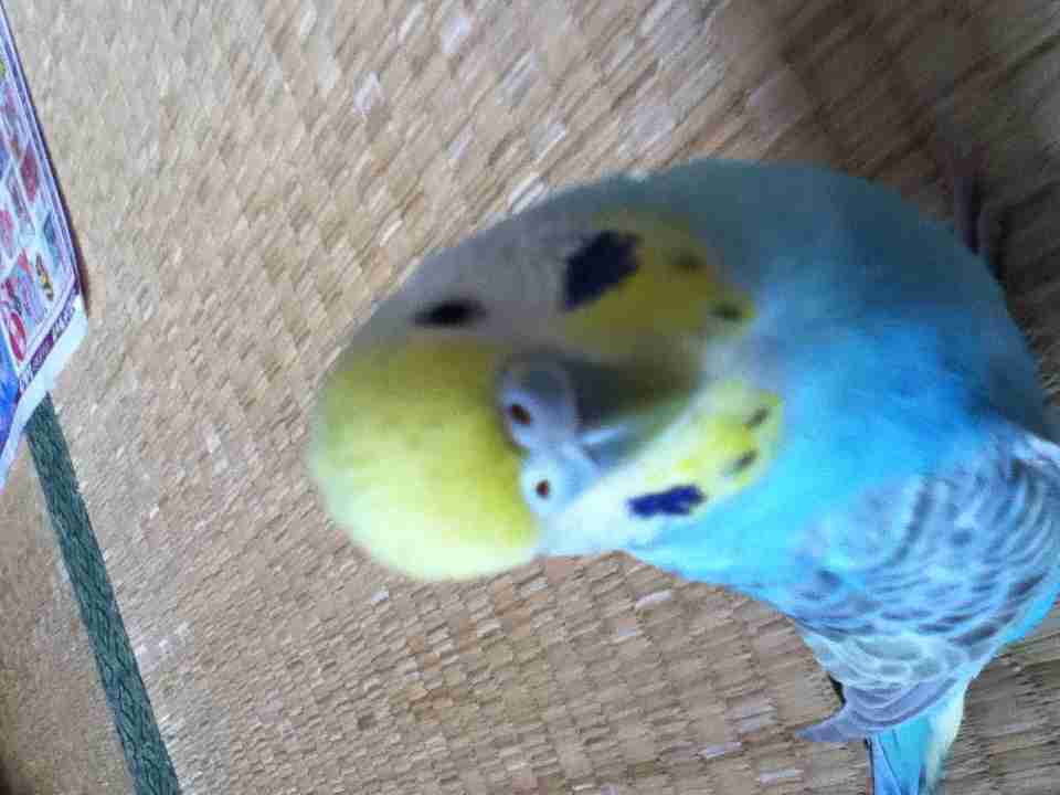 ペット、なに飼ってる？