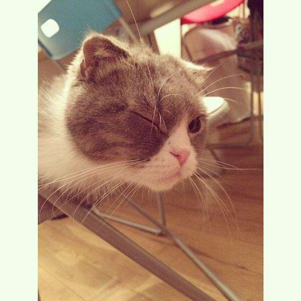 ペット、なに飼ってる？