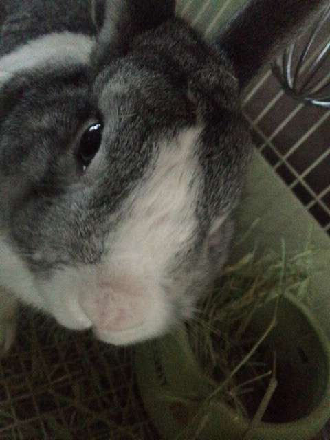 ペット、なに飼ってる？