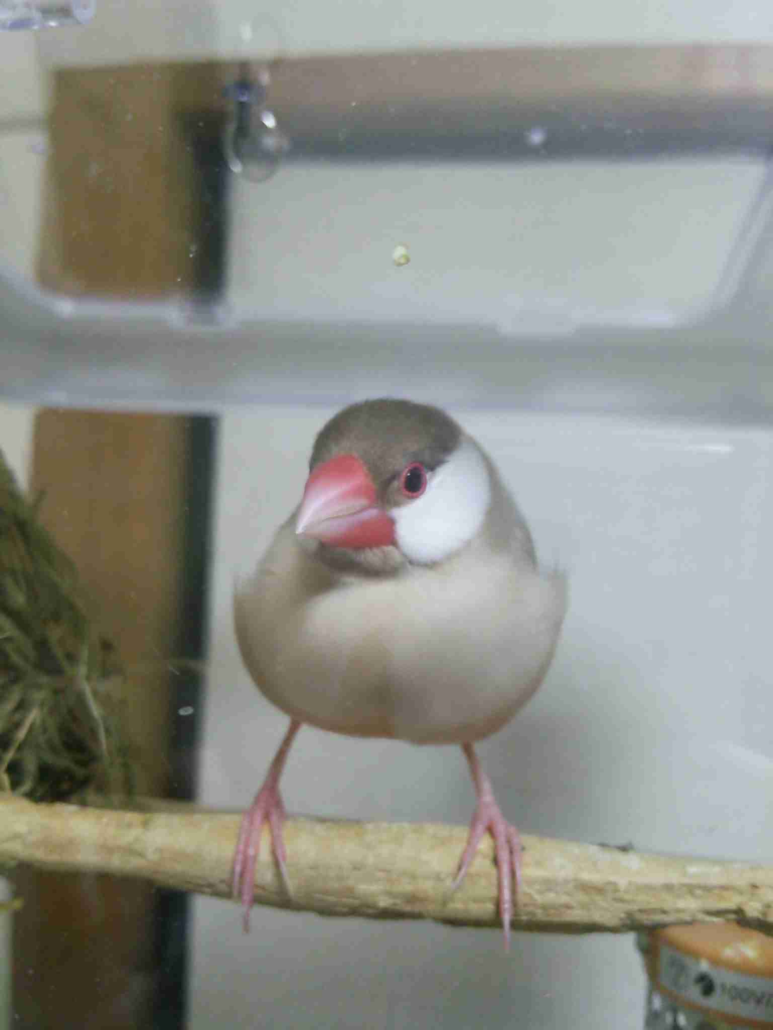 ペット、なに飼ってる？