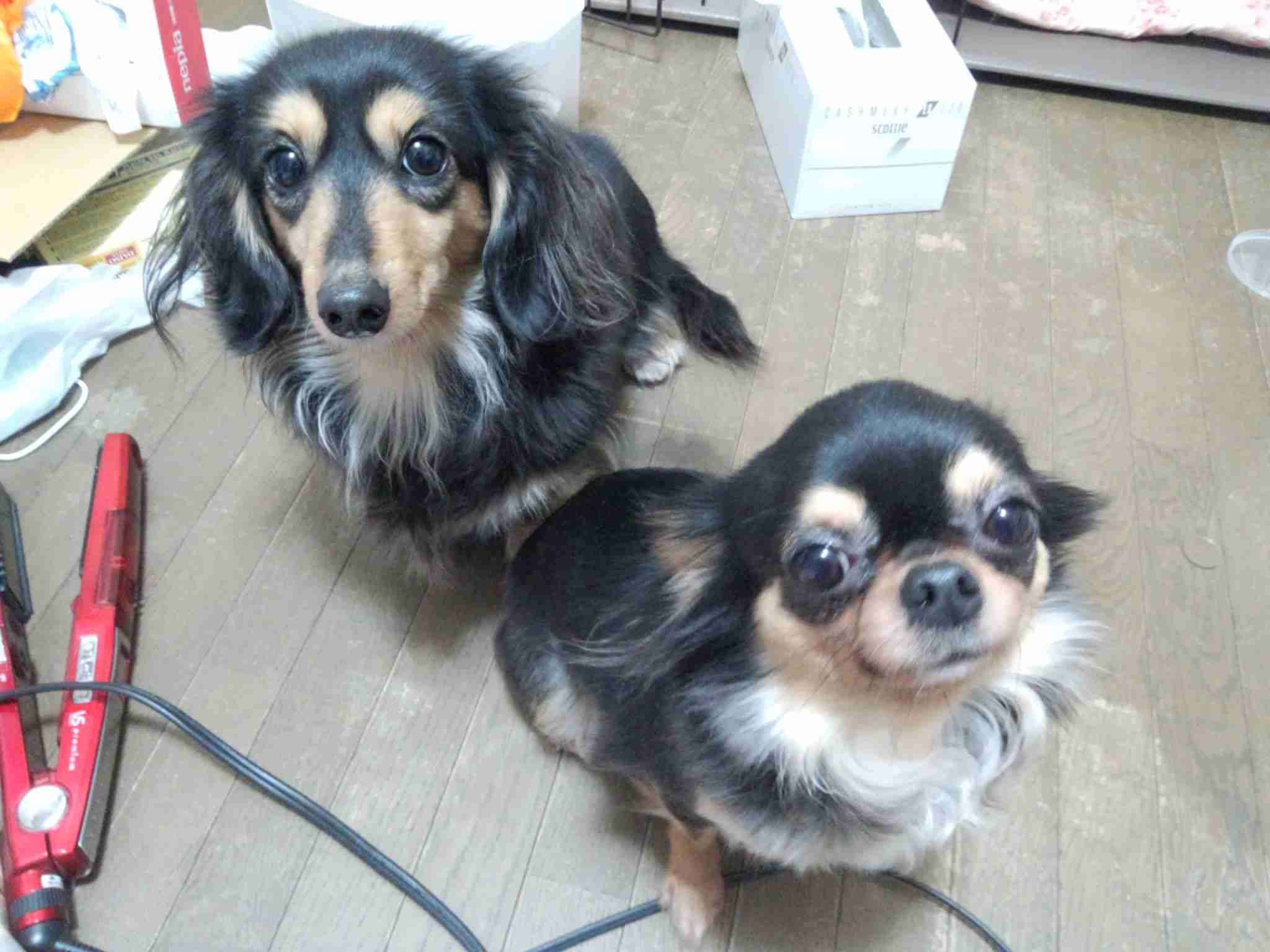 ペット、なに飼ってる？