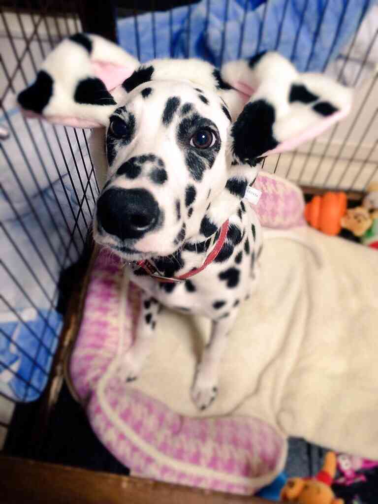 ペット、なに飼ってる？