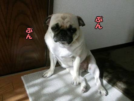 ペット、なに飼ってる？