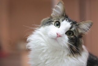 ペット、なに飼ってる？