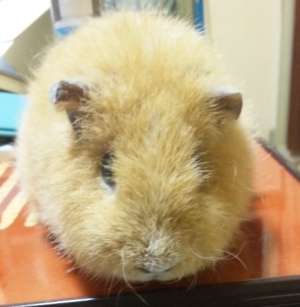 ペット、なに飼ってる？