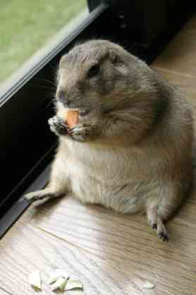 ペット、なに飼ってる？