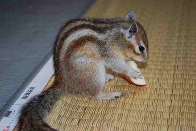 ペット、なに飼ってる？