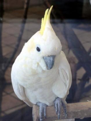 ペット、なに飼ってる？