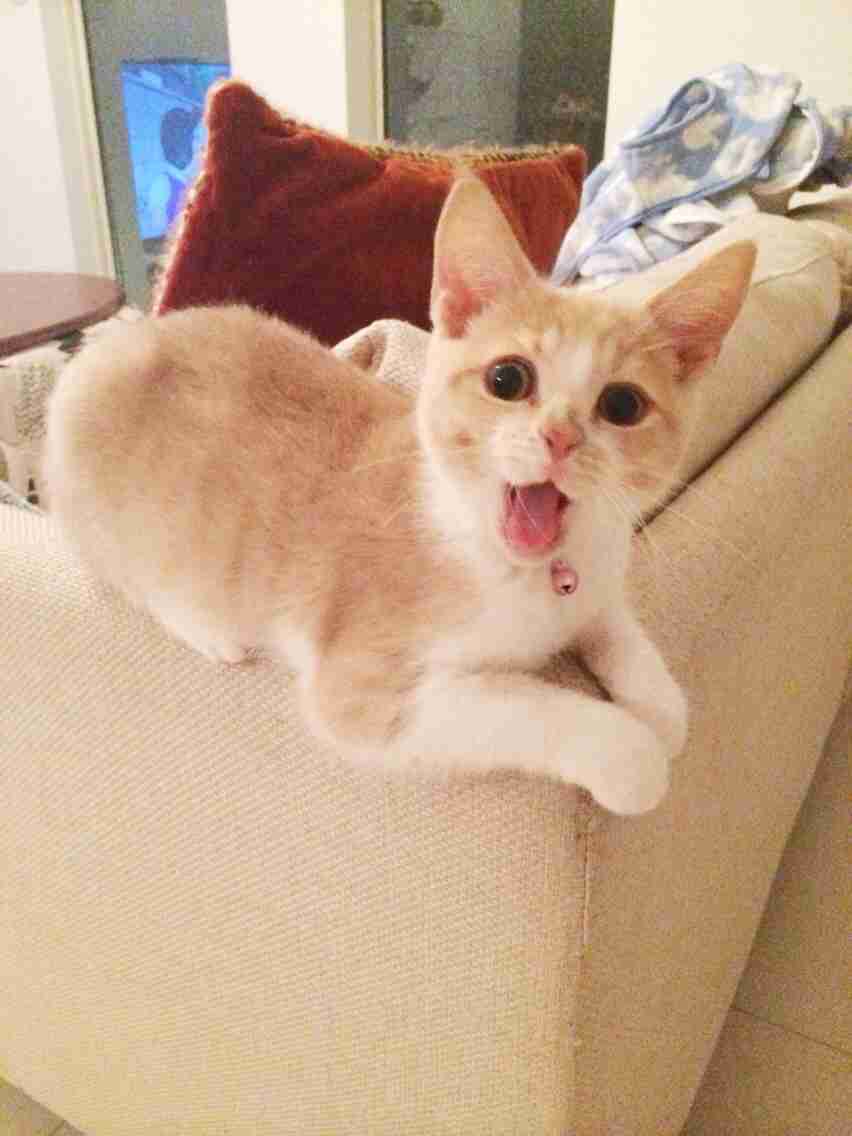 ペット、なに飼ってる？