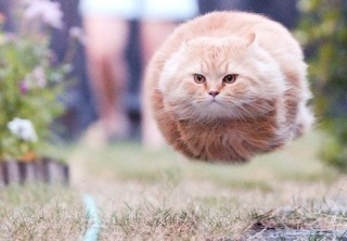 今年ガルちゃんで拾った画像