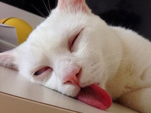 今年ガルちゃんで拾った画像