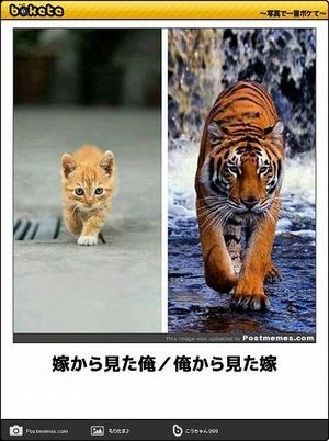 今年ガルちゃんで拾った画像