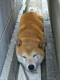 今年ガルちゃんで拾った画像