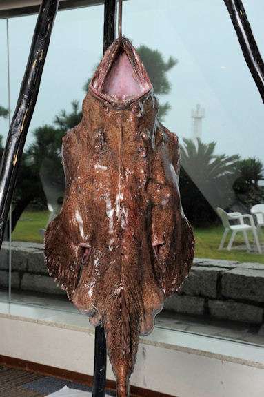 あんこが好きな人