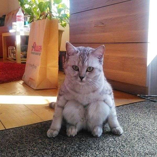 膝を曲げてる人の画像