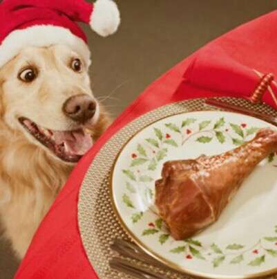 クリスマス×動物の画像下さい!