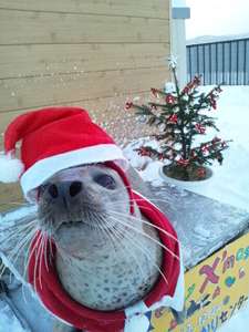 クリスマス×動物の画像下さい!
