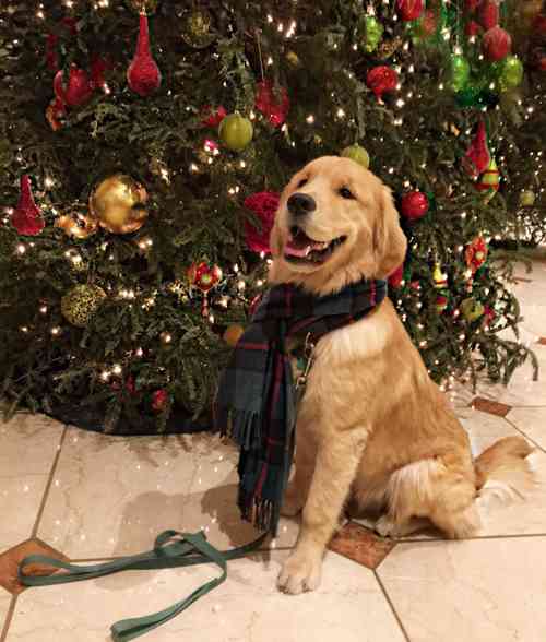 クリスマス×動物の画像下さい!