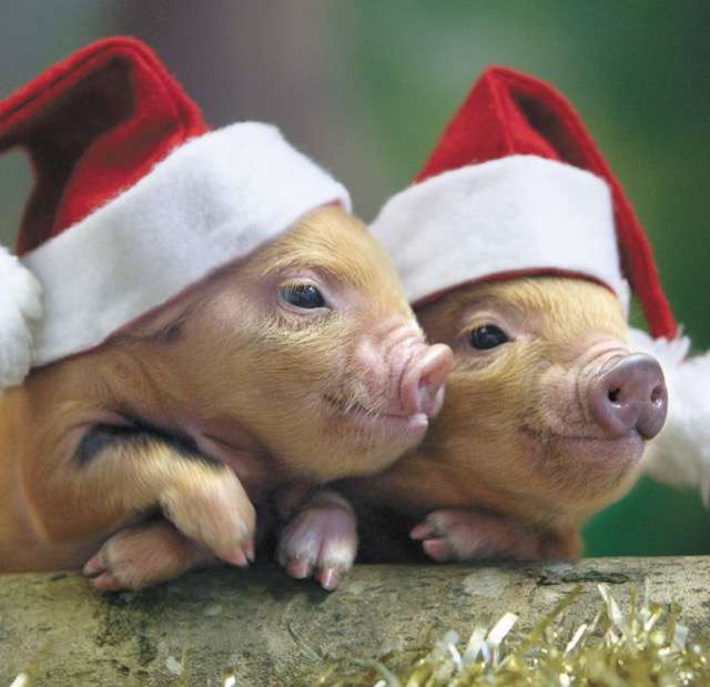 クリスマス×動物の画像下さい!
