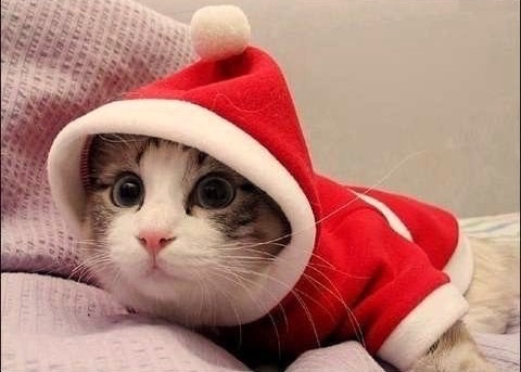 クリスマス×動物の画像下さい!
