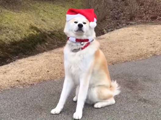 クリスマス×動物の画像下さい!