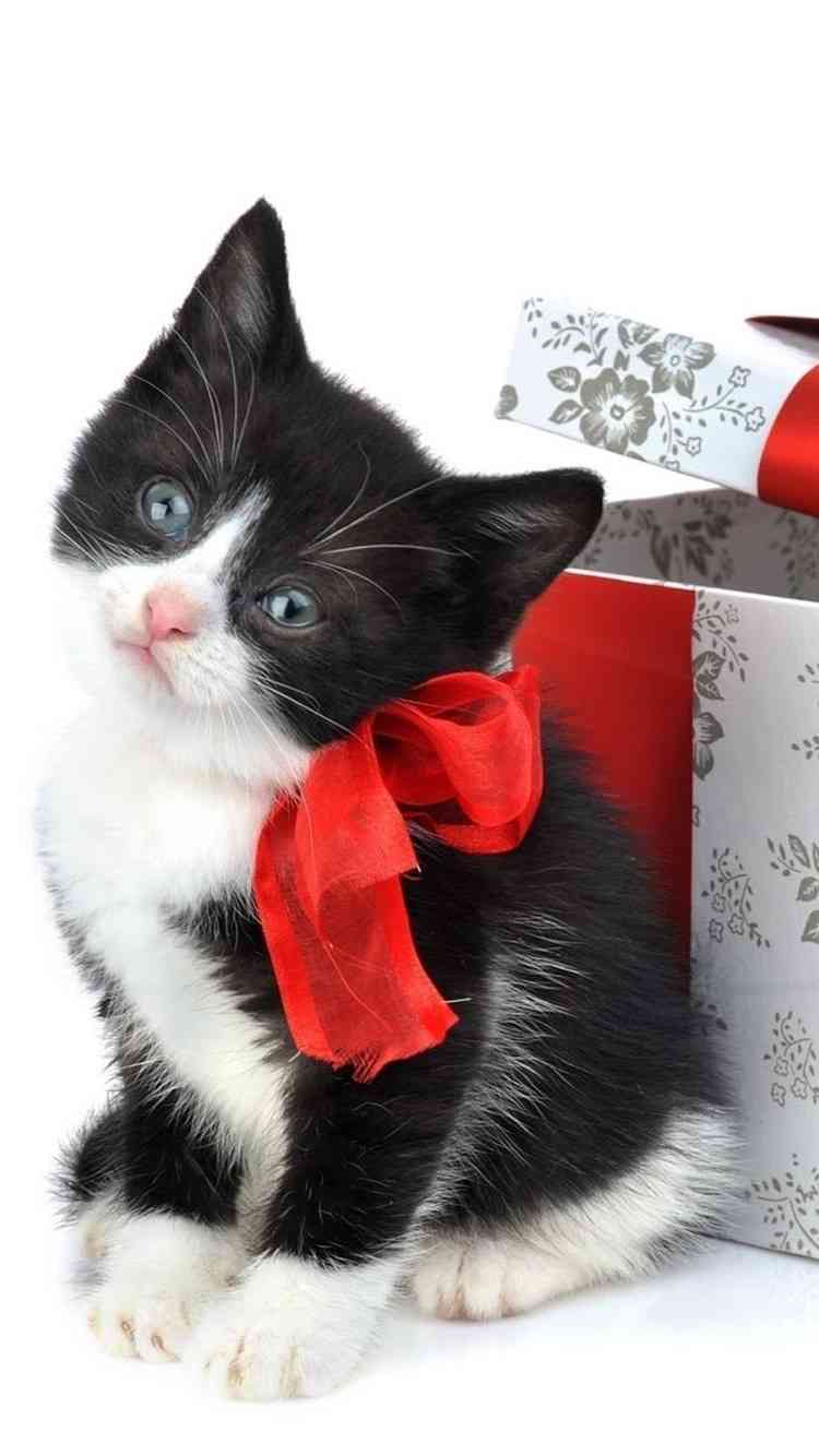 クリスマス×動物の画像下さい!