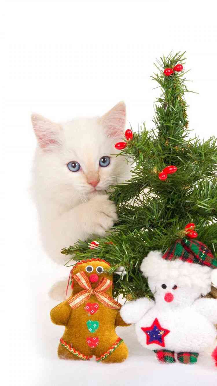 クリスマス×動物の画像下さい!