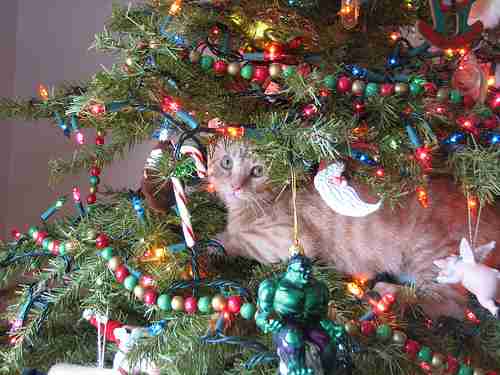 クリスマス×動物の画像下さい!