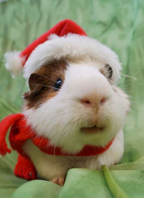クリスマス×動物の画像下さい!