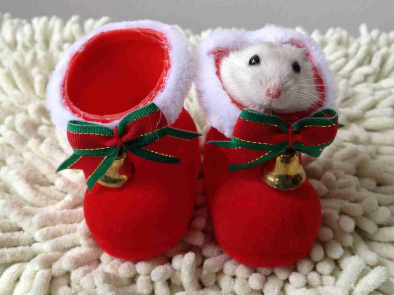 クリスマス×動物の画像下さい!