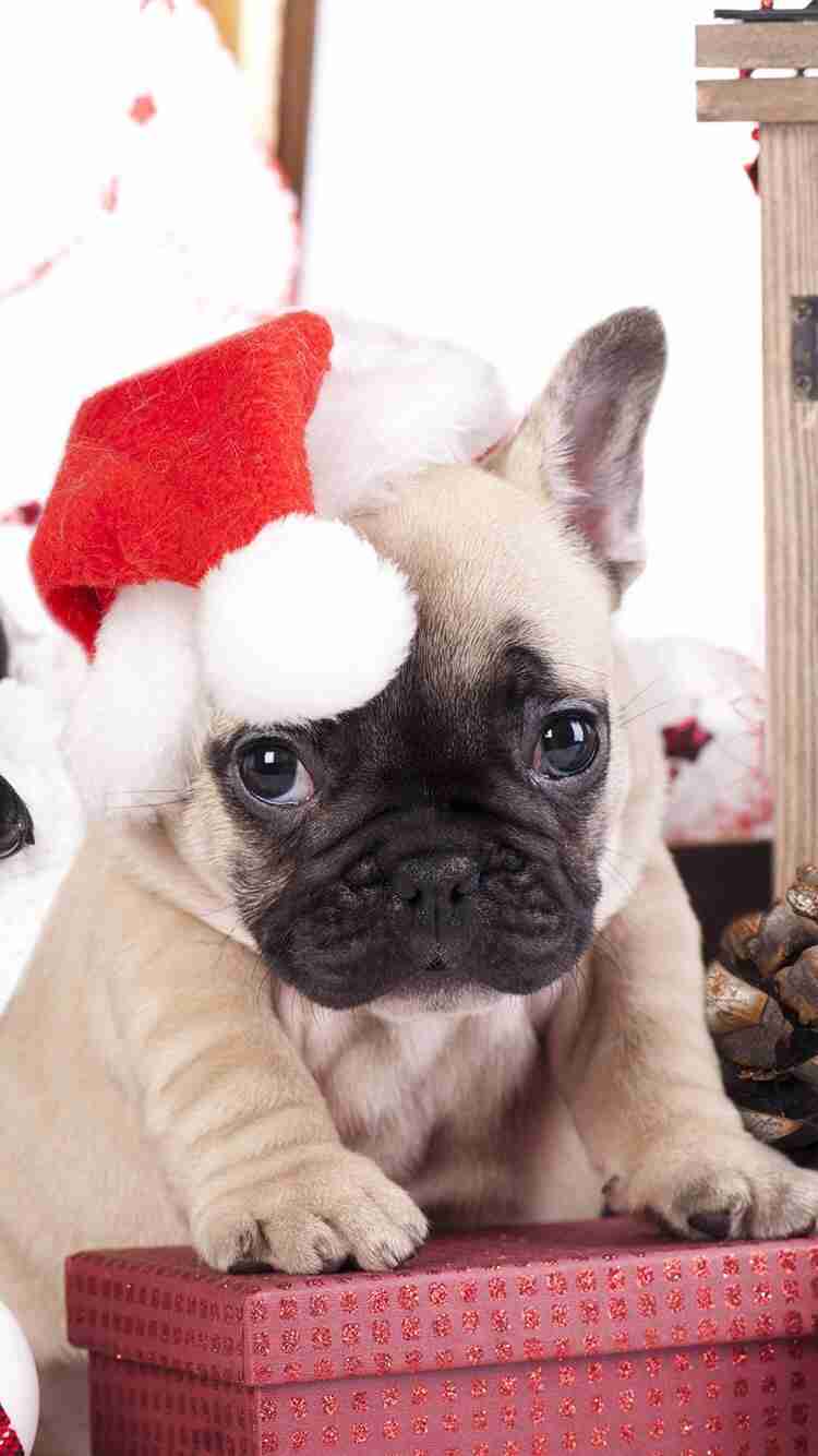 クリスマス×動物の画像下さい!